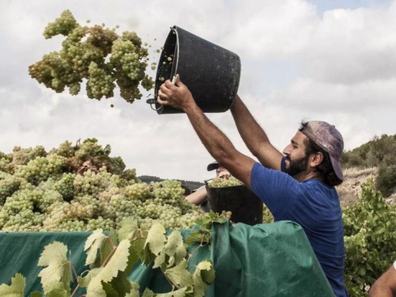 L’Olivera duplicarà enguany la presència internacional amb l’exportació de 10.000 ampolles de vi